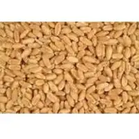 Wheat Grain
